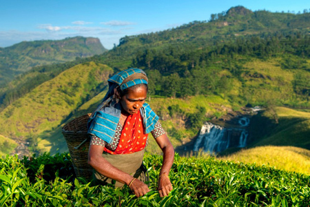 Tea picker at a plantation in Sri Lanka