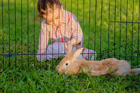 Mix lionhead rabbit at green background