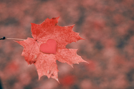 heart on maple leaf