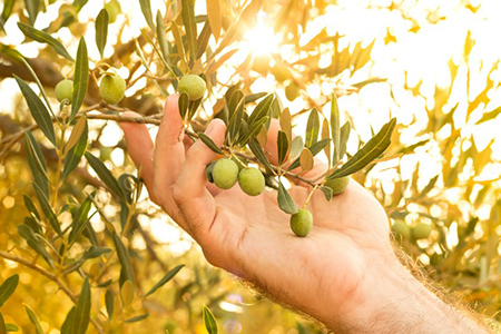 Olive branch in farmer's hand - close up. agriculture or gardening - country outdoor scenery, gold s