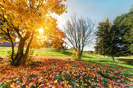 view of a Park during sunset in autumn season