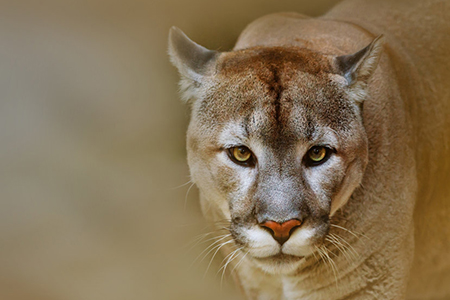 Cougar or puma is looking at camera