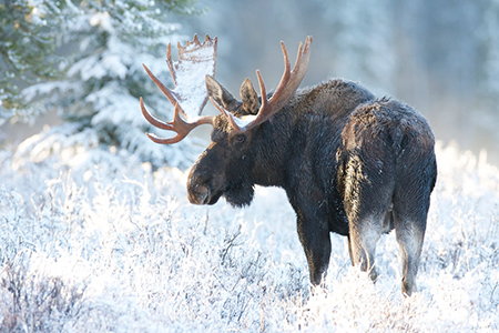 American Moose in snow with white frost on trees