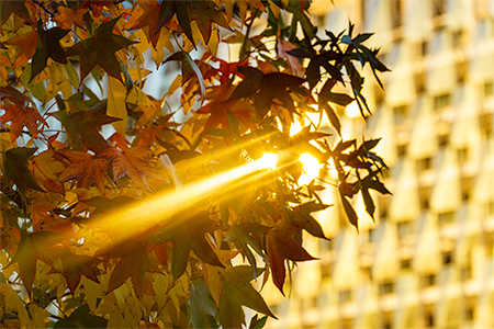 leaves and golden sunlight in Autumn