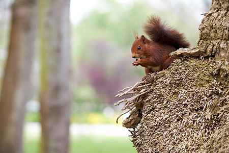 Squirrel eating nuts in a tree.