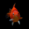 Goldfish isolated on black background. Goldfish is a small, flat-bottomed waterfowl.