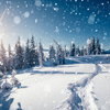 Frosty day in snowy coniferous forest. Location place of Carpathian mountains, Ukraine, Europe. Magn