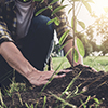 Young man planting the tree while Watering a tree working in the garden as save world concept, natur