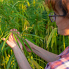 Caucasian female farmer checking industrial hemp stalks at field sunset time