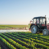 Tractor spraying soybean field at spring