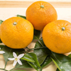 Bitter summer orange fruit and flowers on a wood table