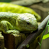 Close up portrait of a Solomon Islands skink (corucia zebrata) in captivity