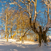 A natural park at sunrise, snowy beech forest in the town