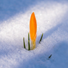 Flower blooming in snow