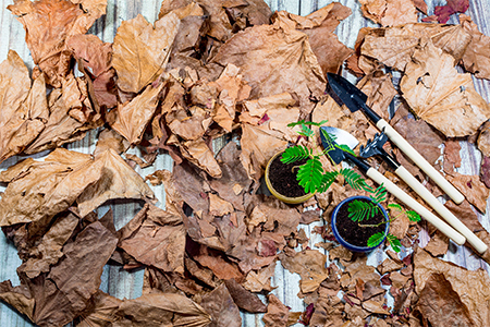 A top view of small pots and gardening tools on dry leaves