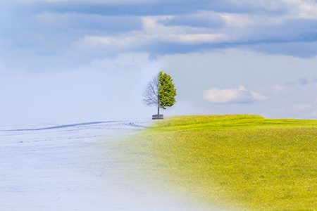 Climate change from winter to summer time over the year. Nature weather visual with a single tree on