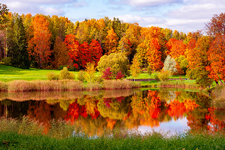 Autumn foliage in park