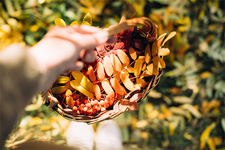 basket with colorful bright autumn leaves in hands