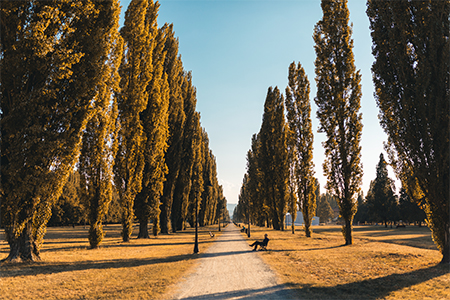 A tree-lined avenue in autumn