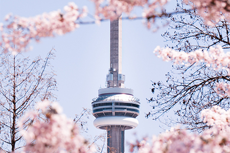 The CN Tower during Cherry Blossom Season