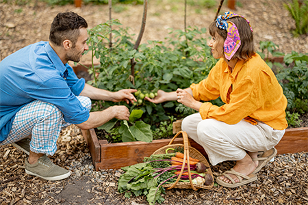 man and woman growing cherry tomatoes, harvesting vegetables at home garden
