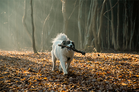 happy white dog with stick in his mouth playing in foggy forest in late autumn