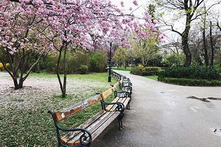 Park with cherry blossom