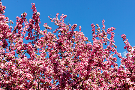 Pink flowering tree in the park with the blue sky in the background