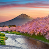Cherry blossoms and Fuji mountain in spring at sunrise, Shizuoka in Japan