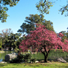 Spring landscape in the Japanese garden