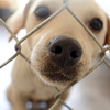Curious golden lab is poking his nose through a fence curiously