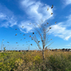 shot of birds perched on a barren tree