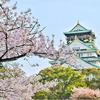 Close Up Photography of Cherry Blossom Tree, Osaka, Japan