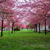 Pink Leafed Trees on Green Grass Field