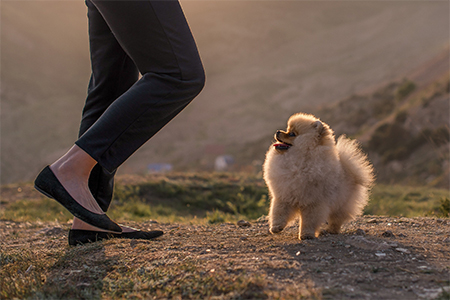 Pomeranian puppy and a owner playing