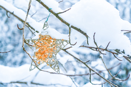 Star shaped Christmas ornaments with gold sparkle hanging on a tree in a forest