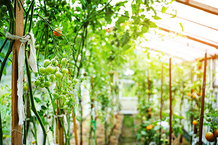 Tomatoes in a greenhouse. Tomatoes growing in a greenhouse.