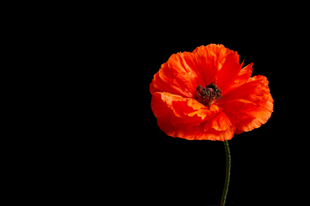 Vibrant red poppies on a black background. Memorial day.