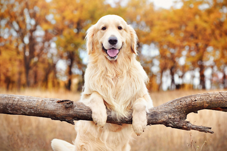 Golder retriever standing by a rural fence