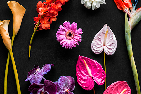 Colorful tropical flowers