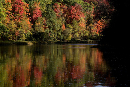 The silhouette of willow tree branch hanging over the Grand River with fall trees in the background,