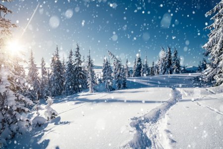 Frosty day in snowy coniferous forest. Location place of Carpathian mountains, Ukraine, Europe. Magn