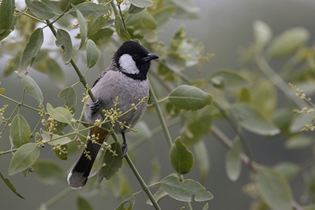 white-eared bulbul that sits on a bush branch on a cloudy winter day