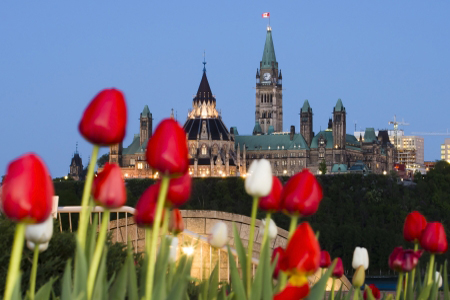 Parliament building visible behind red and white tulips