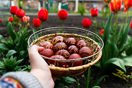 Female hand holding a basket of colored red eggs