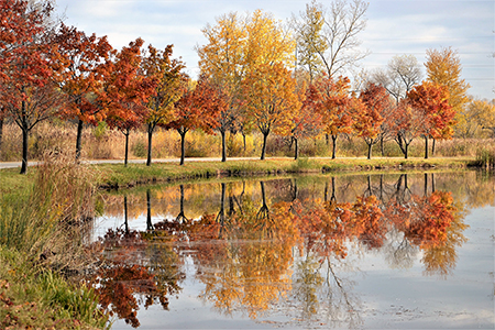 Beautiful fall trees lining, reflecting on the pond!