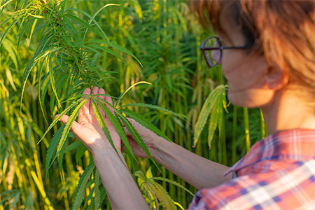 Caucasian female farmer checking industrial hemp stalks at field sunset time