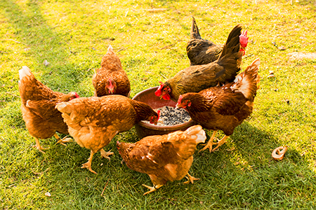 A flock of chicken eating seeds on the grass in a rural area