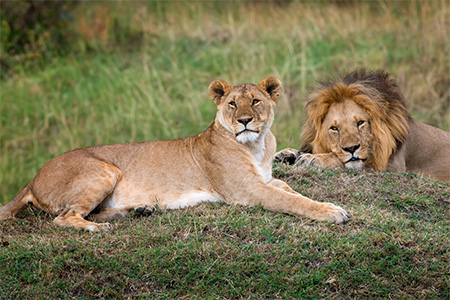 Lion in Safari sitting on ground