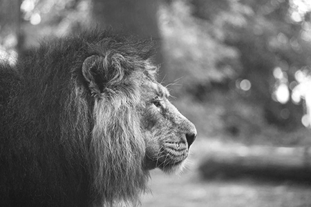 portrait of a large beautiful lion